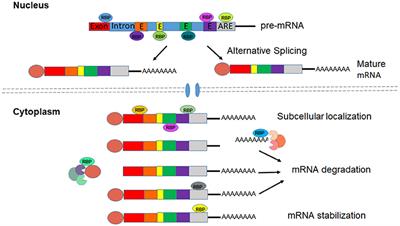 RBPs Play Important Roles in Vascular Endothelial Dysfunction Under Diabetic Conditions